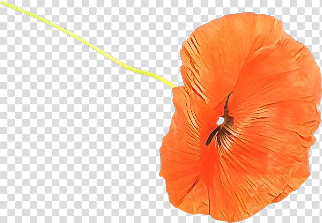 Orange, Flower, Petal, Plant, Poppy Family, Coquelicot, Corn Poppy transparent background PNG clipart