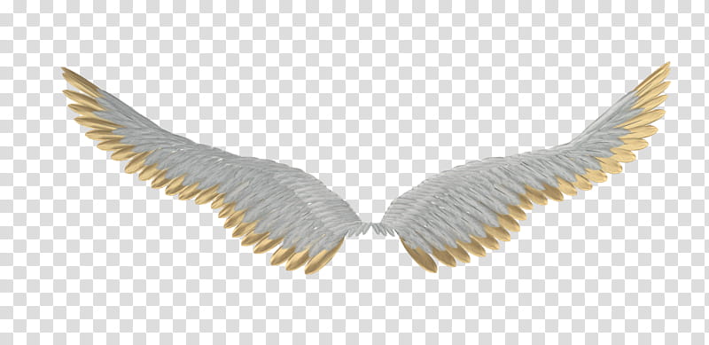white and yellow wings close-up transparent background PNG clipart