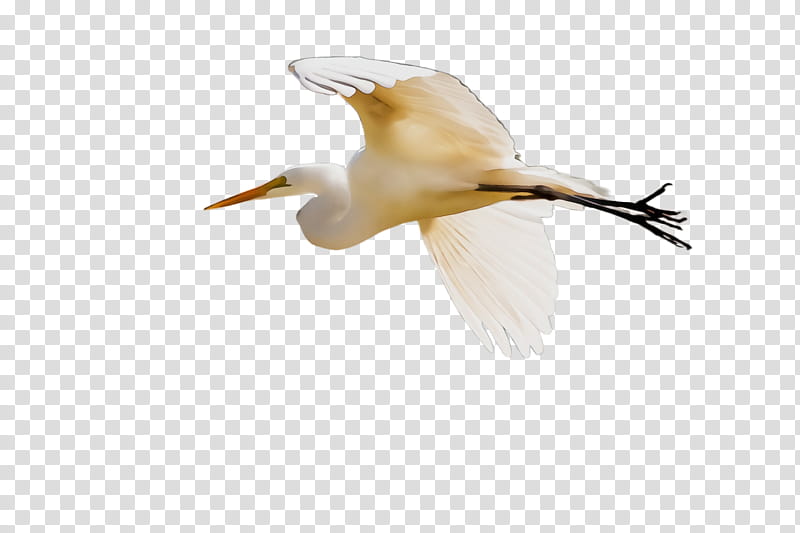 bird egret great egret gannet heron, Watercolor, Paint, Wet Ink, Suliformes, Beak, Ibis, Cattle Egret transparent background PNG clipart