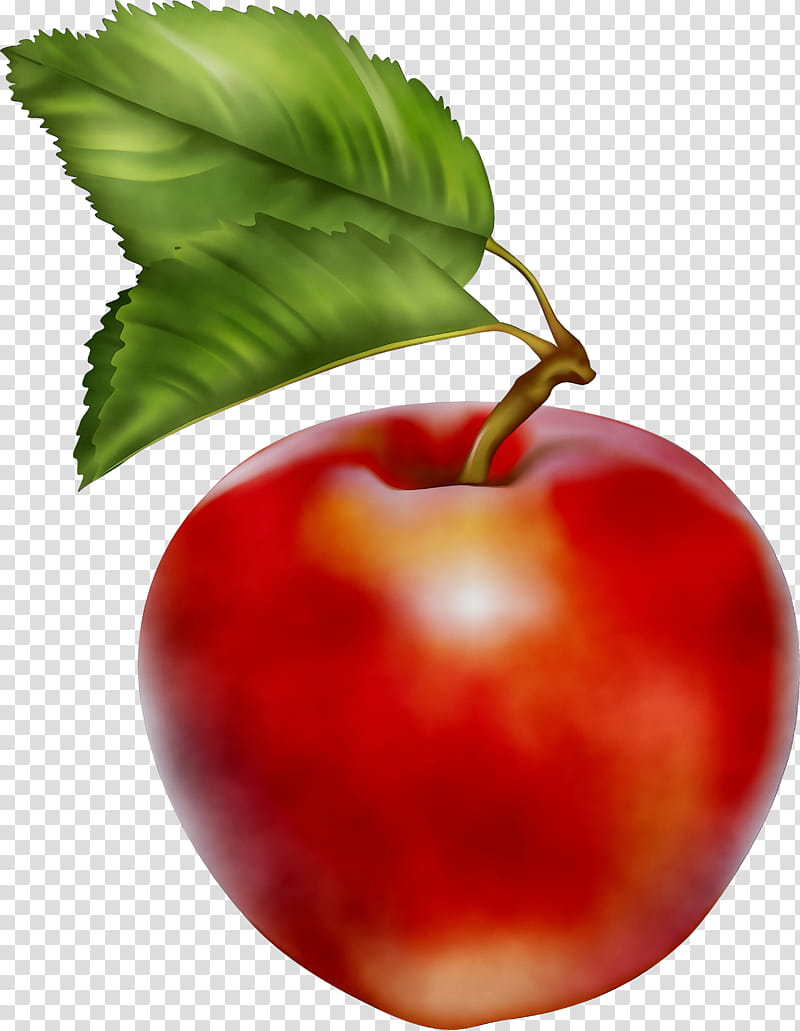 Apple Tree Drawing, Fruit, Natural Foods, Plant, Leaf, Red, European Plum, Cherry transparent background PNG clipart