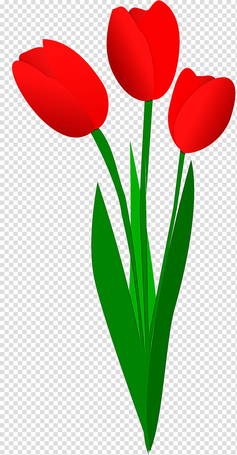 tulip red flower petal plant, Plant Stem, Cut Flowers, Coquelicot, Pedicel transparent background PNG clipart