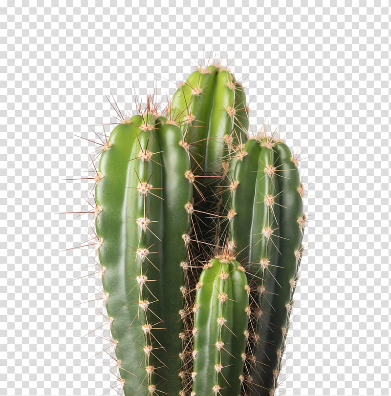 Green Cactus Illustration 16589184 PNG