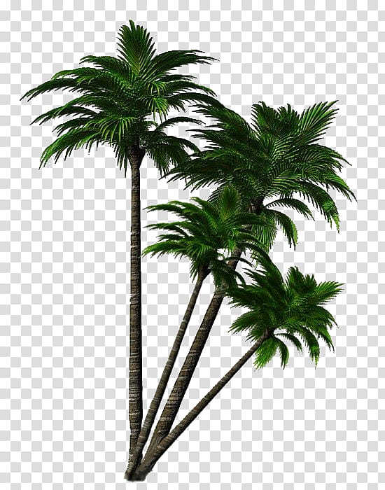 Coconut Tree Drawing, 2018, Threeletter Acronym, Plant, Palm Tree, Arecales, Woody Plant, Borassus Flabellifer transparent background PNG clipart