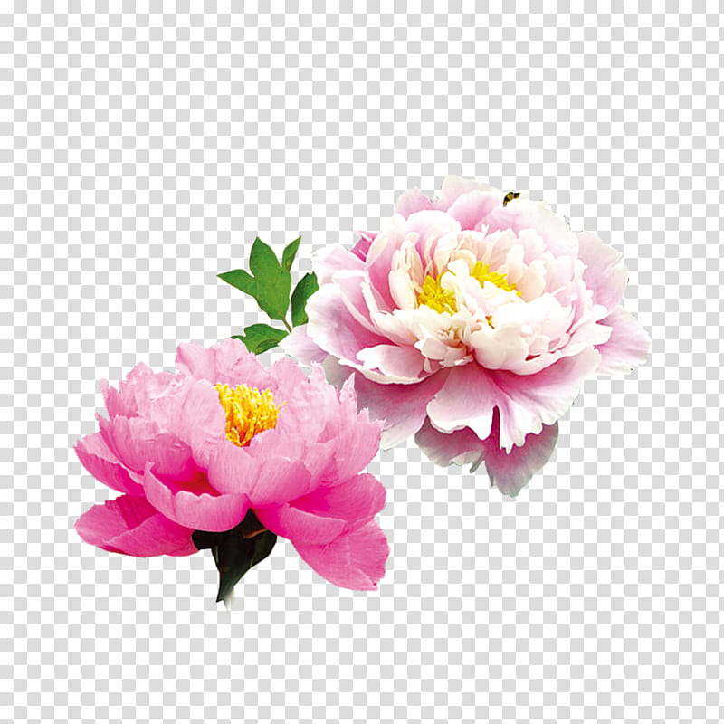 Floral Flower, Harbin, Falun Gong, Peony, Color, Poster, Moutan Peony, Architecture transparent background PNG clipart