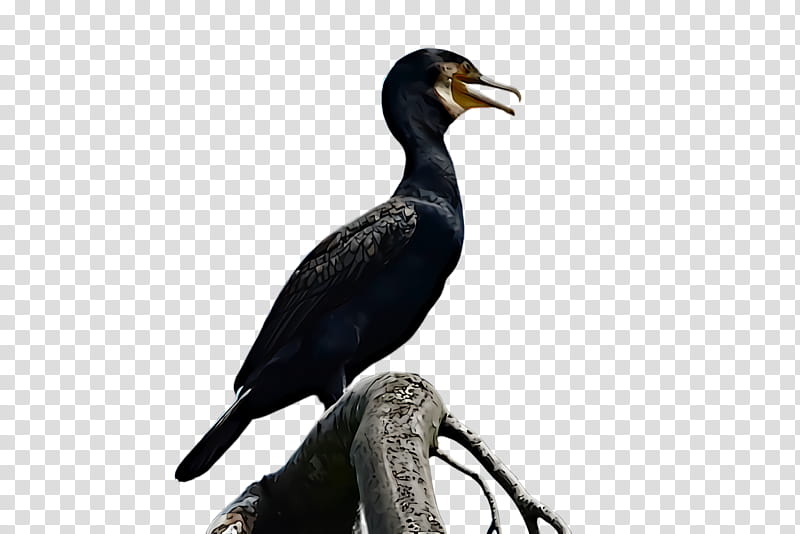 bird cormorant beak double crested cormorant suliformes, Wildlife, Seabird transparent background PNG clipart