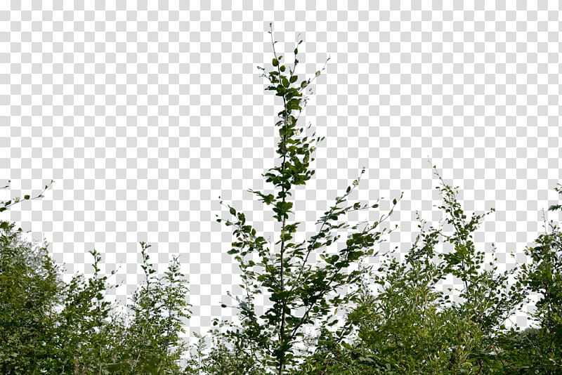 bush, green plant transparent background PNG clipart