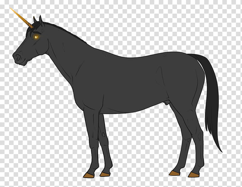 Horse, Thoroughbred, Arabian Horse, Stallion, Mare, Draft Horse, Smoky Black, Flaxen Gene transparent background PNG clipart