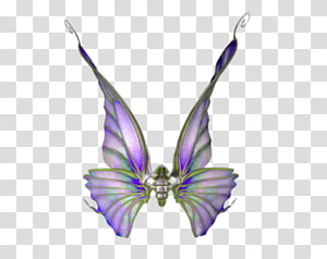 Wings Set 01 transparent background PNG clipart thumbnail