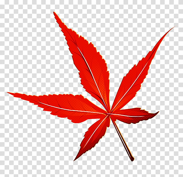 Maple leaf, Red, Tree, Plant, Woody Plant, Hemp Family, Sweet Gum, Flower transparent background PNG clipart