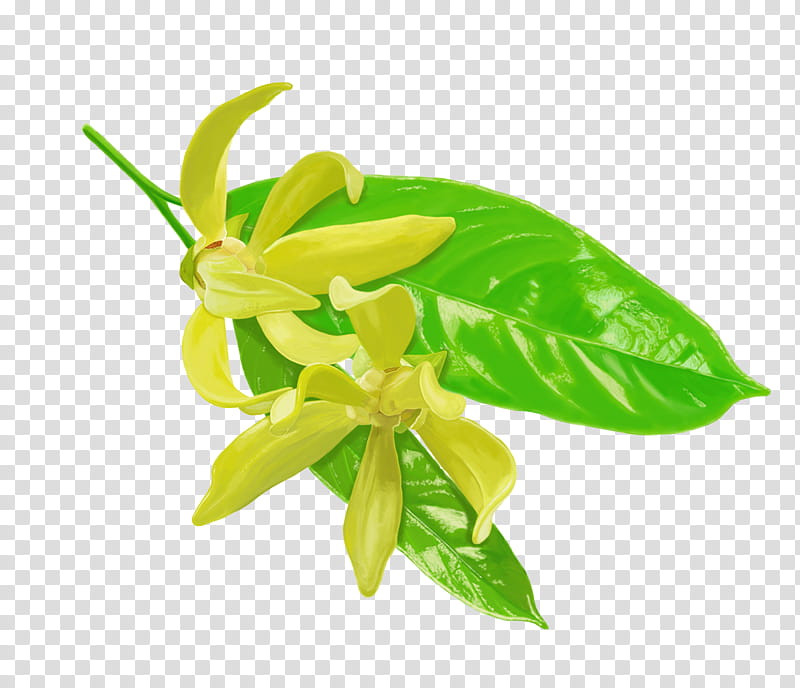 Flowers , yellow lily transparent background PNG clipart