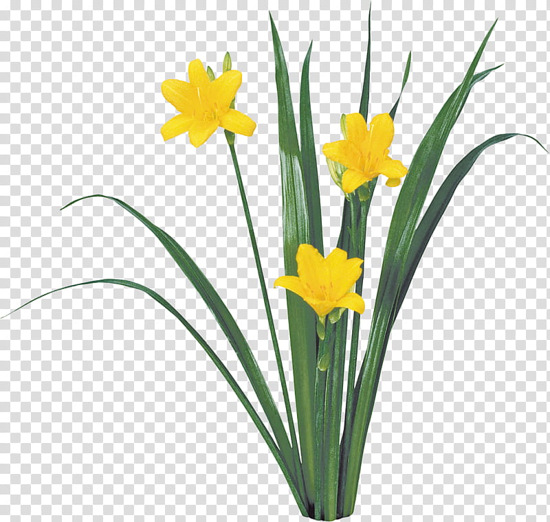 flower plant yellow narcissus petal, Cut Flowers, Amaryllis Family, Crocus, Plant Stem transparent background PNG clipart