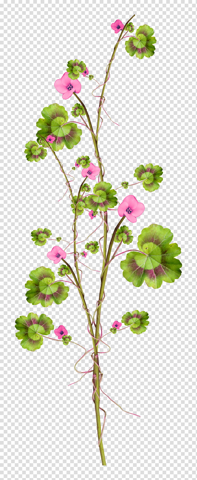 Rose Flower Drawing, Cathedral Of Christ The Saviour, Leaf, Cartoon, Silhouette, Twig, Plant, Japanese Anemone transparent background PNG clipart