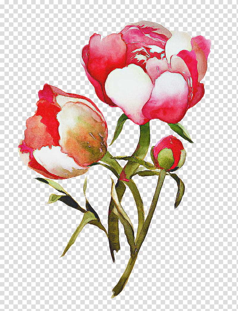 Watercolor Flower, Garden Roses, Cabbage Rose, Cut Flowers, Tulip, Minal Aidin Wal Faizin, Floral Design, Floribunda transparent background PNG clipart