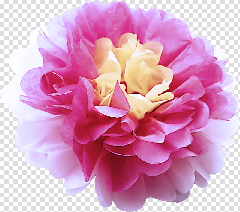 pink petal flower plant common peony, Chinese Peony, Flowering Plant, Pompom, Rose Family transparent background PNG clipart