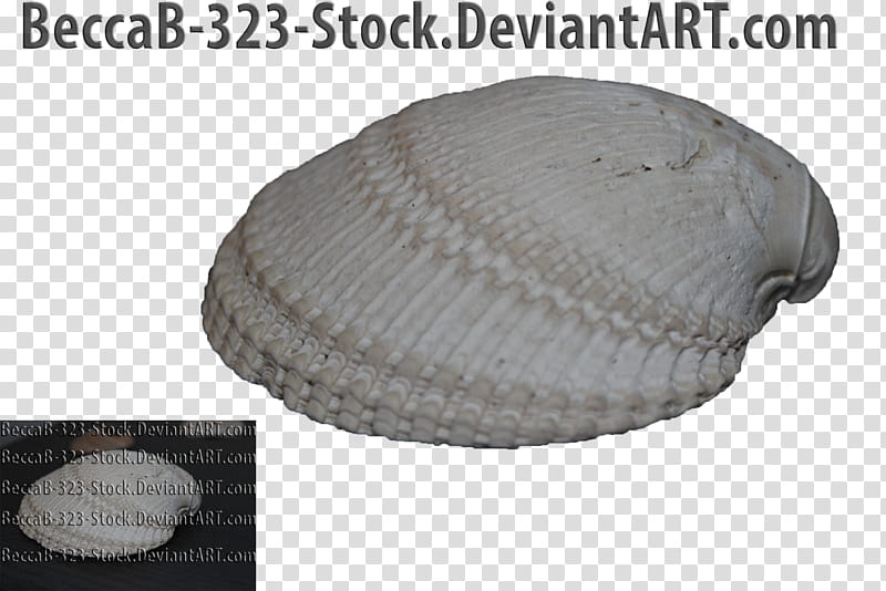 Sea Shell transparent background PNG clipart