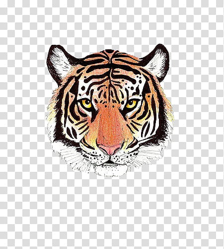 Bengal tiger illustration transparent background PNG clipart