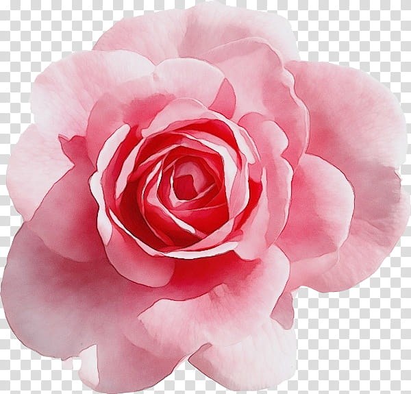 Rose Flower Pink , Pink Roses Decoration , pink rose illustrations  transparent background PNG clipart