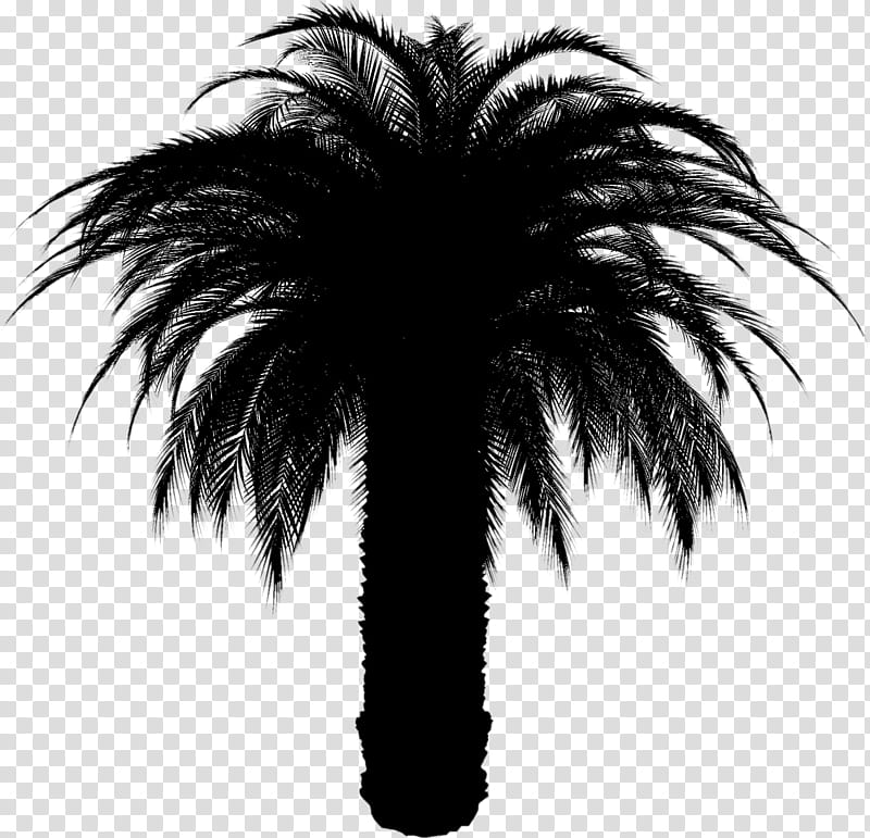 Palm Tree, Asian Palmyra Palm, Babassu, Date Palm, Palm Trees, Attalea, Borassus, Arecales transparent background PNG clipart