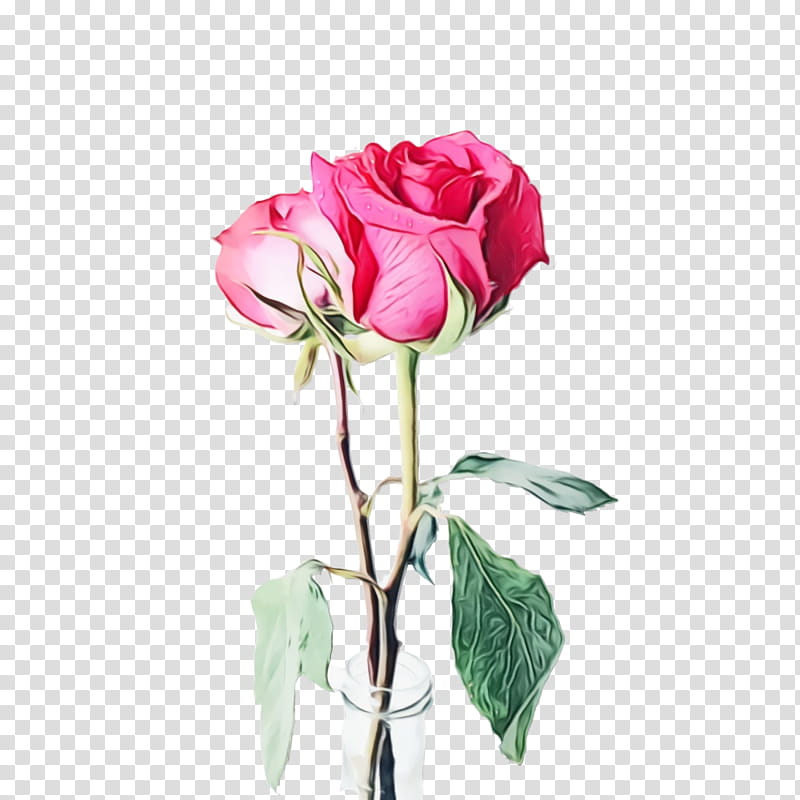 Black Pink Rose, Bloom, Blossom, Flower, Flora, Gift, Valentines Day, Propose Day transparent background PNG clipart