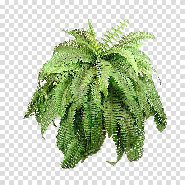 Green aesthetic, green fern plant transparent background PNG clipart