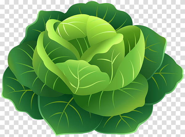 Green Leaf, Cabbage, Vegetable, Salad, Napa Cabbage, Food, Flower, Plant transparent background PNG clipart