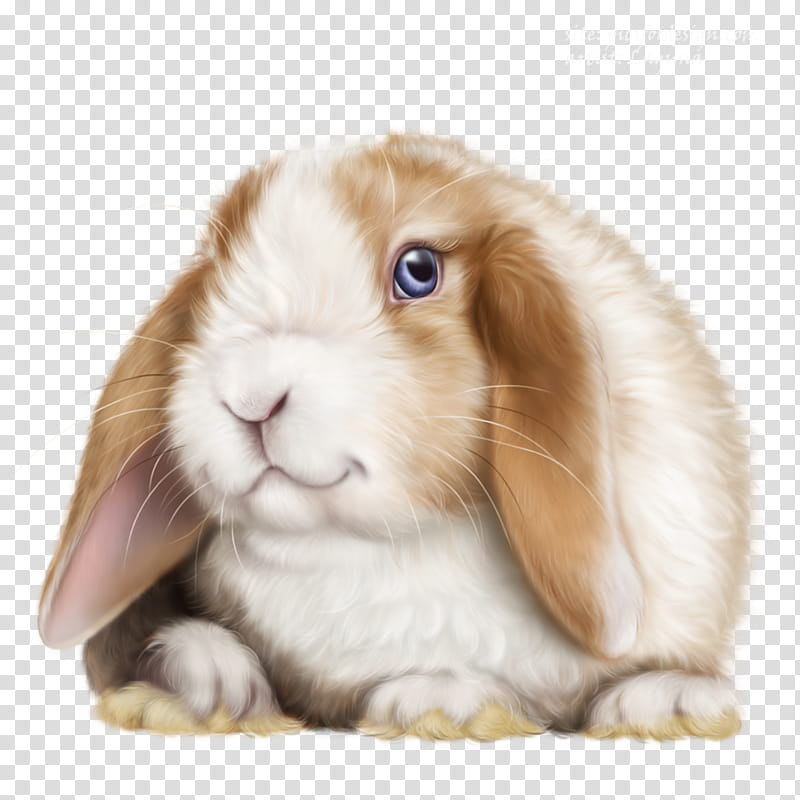 Rabbit, Angora Rabbit, Leporids, Dutch Rabbit, Mini Lop, Lop Rabbit, Rabbit Rabbit Rabbit, Animal transparent background PNG clipart