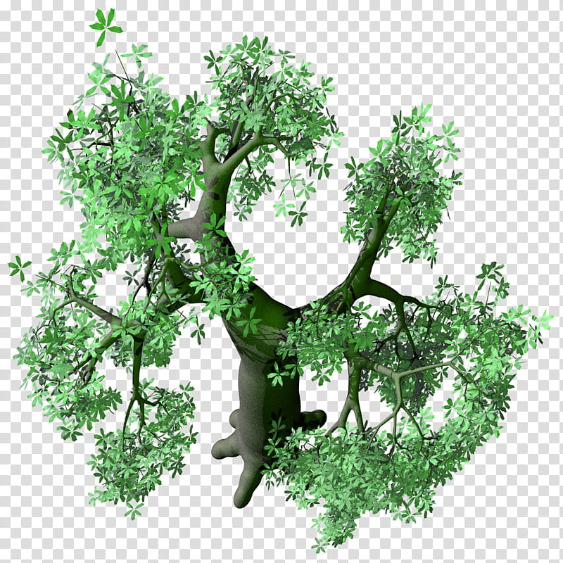 Leafy Baobab Adansonia TIF, green leafed tree transparent background PNG clipart