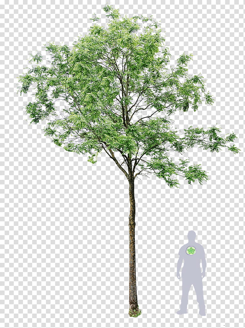 Plane, Tree, Plant, Woody Plant, Leaf, Flowering Plant, Plant Stem, Canoe Birch transparent background PNG clipart