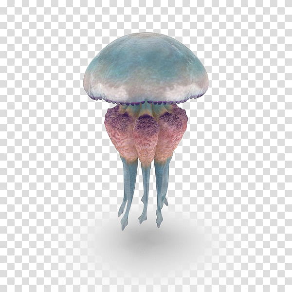 Web Design, Jellyfish, Arts, Internet, Resource, Mushroom, Cnidaria, Fungus transparent background PNG clipart