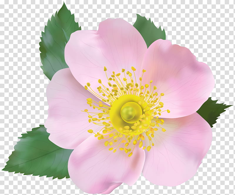 flower petal prickly rose rosa rubiginosa rosa dumalis, Pink, Plant, Rosa Arkansana, Rosa Canina transparent background PNG clipart