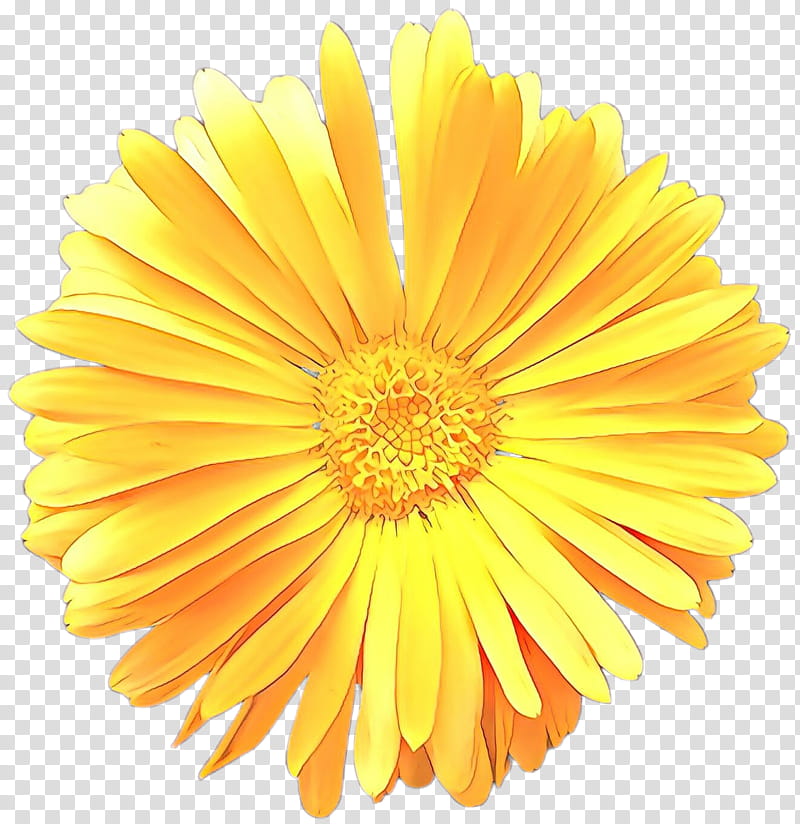 Floral Flower, Cartoon, Transvaal Daisy, , Cut Flowers, Yellow, White, Floral Design transparent background PNG clipart