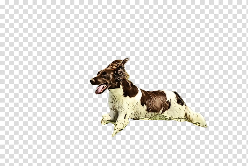 dog dog breed small münsterländer sporting group english springer spaniel, Watercolor, Paint, Wet Ink, Drentse Patrijshond transparent background PNG clipart