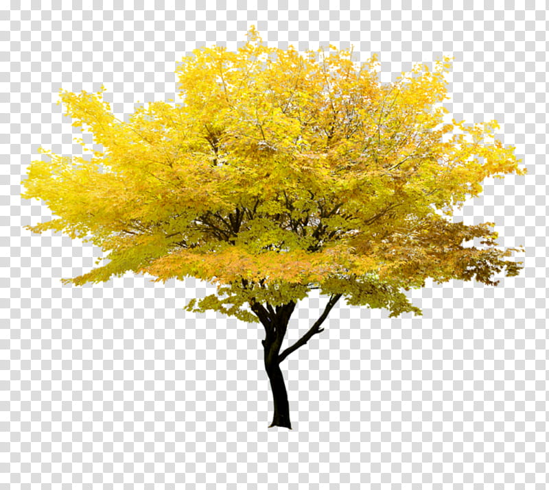 Red Maple Tree, Japanese Maple, Fall Tree, Twig, Shrub, Branch, Plane Trees, Leyland Cypress transparent background PNG clipart