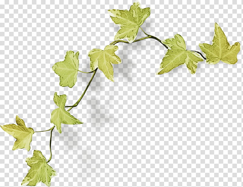 Ivy, Watercolor, Paint, Wet Ink, Leaf, Plant, Black Maple, Grape Leaves transparent background PNG clipart