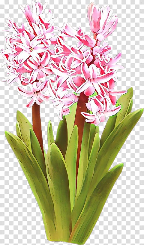 flower plant pink cut flowers gymea lily, Hyacinth, Ginger Family, Crinum, Pedicel, Petal, Plant Stem, Curcuma transparent background PNG clipart
