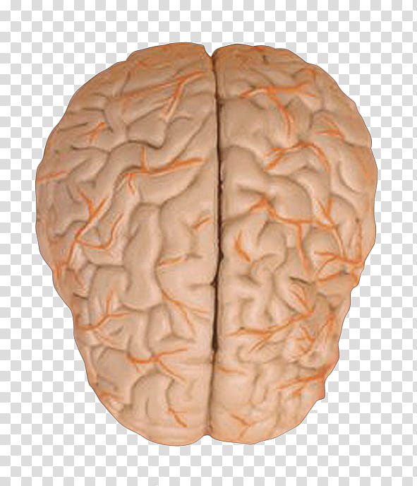 human brain art transparent background PNG clipart