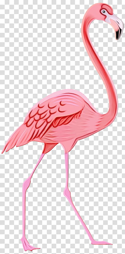 Flamingo, Watercolor, Paint, Wet Ink, Greater Flamingo, Bird, Pink, Water Bird transparent background PNG clipart