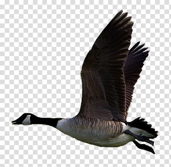 ducks geese, black and white Canadian goose flying transparent background PNG clipart