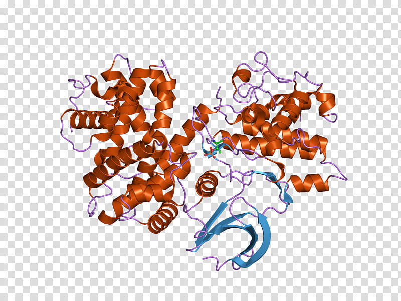 Cyclin B Text, Cyclindependent Kinase 2, Cyclin B1, Cyclin E, Cyclin D, Cyclindependent Kinase 1, Cyclin A, Protein Kinase transparent background PNG clipart