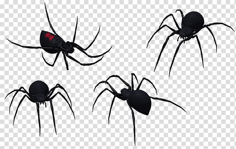 Black Widow Spider Set , black spider transparent background PNG clipart