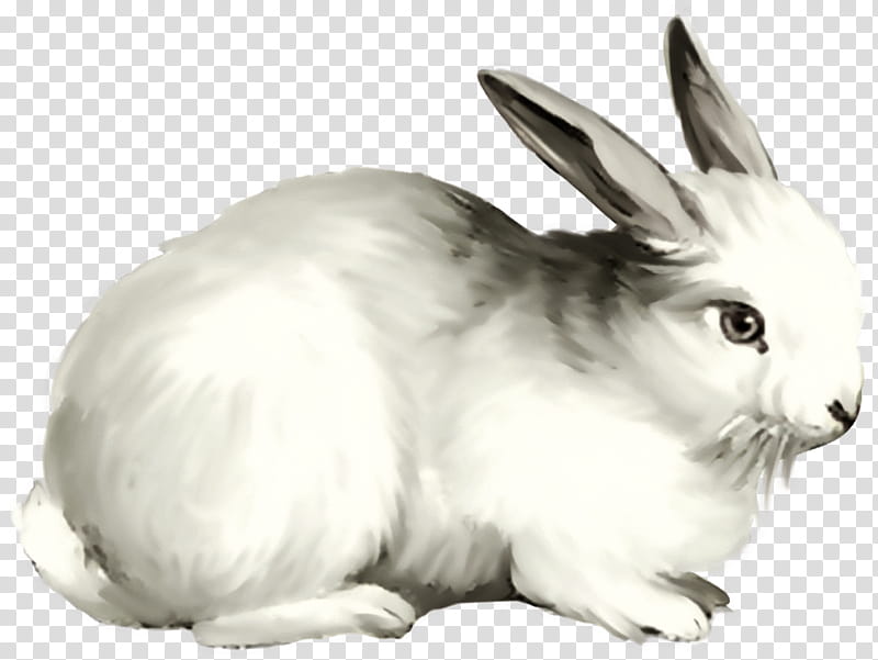 Baby, Hare, Rabbit, Animal, Baby Bunnies, Horse, Fur, Whiskers transparent background PNG clipart