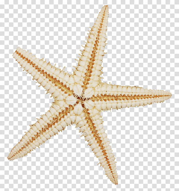 Cartoon Star, Starfish, Mussel, Sea, Painting, Mollusc Shell, Frames transparent background PNG clipart