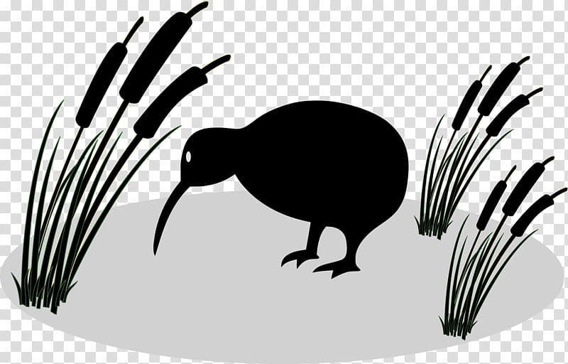 Kiwi Bird, Little Spotted Kiwi, Great Spotted Kiwi, Okarito Kiwi, North Island Brown Kiwi, Southern Brown Kiwi, Cartoon, Drawing transparent background PNG clipart