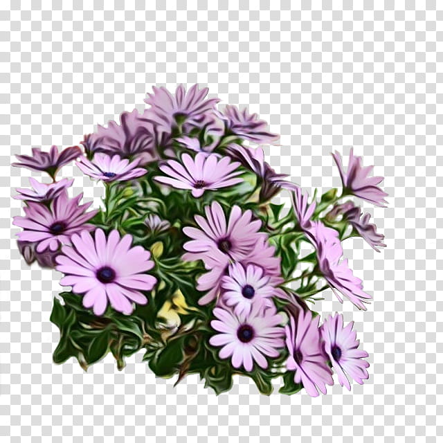 flower plant african daisy purple lilac, Watercolor, Paint, Wet Ink, Violet, Aster, Petal transparent background PNG clipart