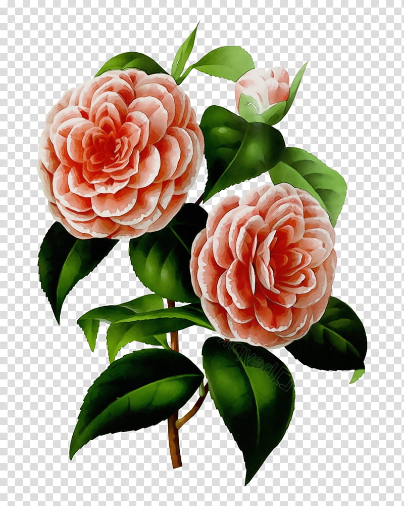 Garden roses, Watercolor, Paint, Wet Ink, Cabbage Rose, Japanese Camellia, Cut Flowers, Floral Design transparent background PNG clipart