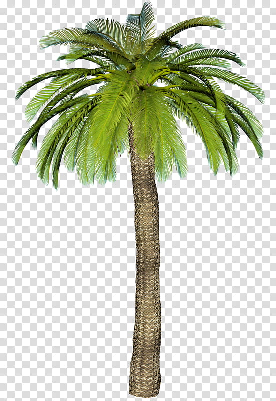 Coconut Tree, Palm Trees, Landscape, Nature, Idea, Woody Plant, Branch, Arecales transparent background PNG clipart