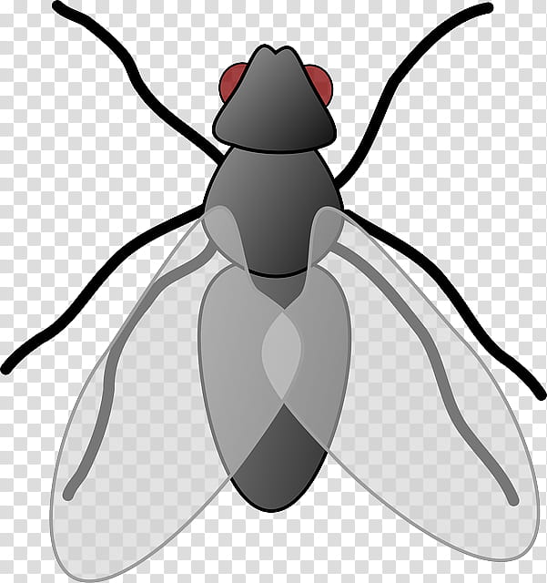 Fly Insect, Document, Housefly, Black Fly, Cartoon, Common Fruit Fly, Pest, Pollinator transparent background PNG clipart