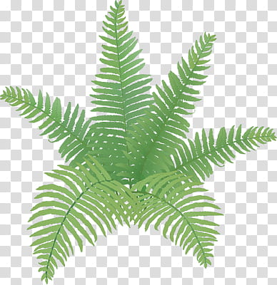 NATURE S ARCHIVES, green plant illustration transparent background PNG clipart