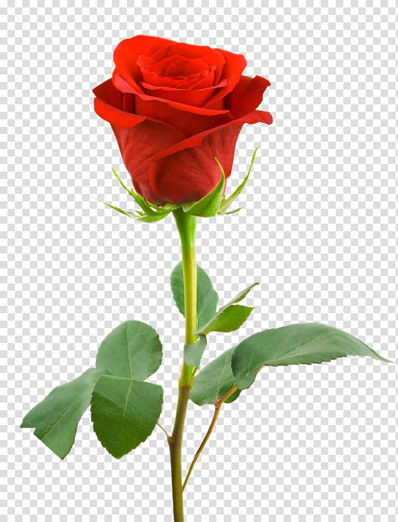 Roses, red rose transparent background PNG clipart