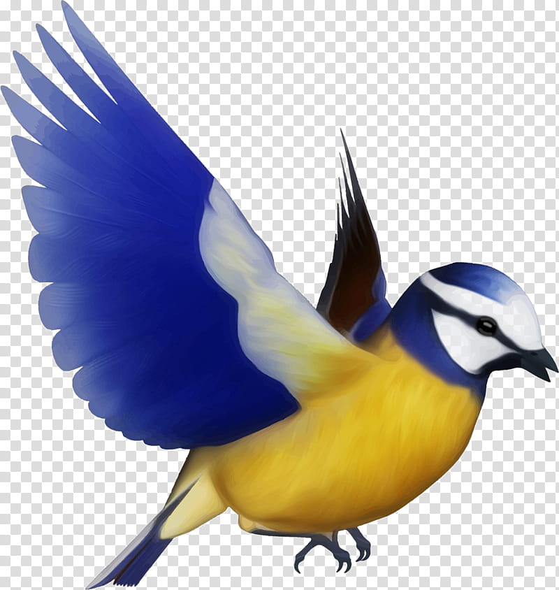 Cartoon Bird, Flight, Drawing, Common Raven, Bluebird, Beak, Songbird, Perching Bird transparent background PNG clipart